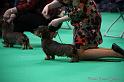 Crufts2011_2 1140